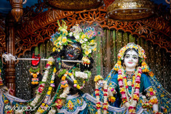 Daily Darshan