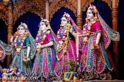 Daily Darshan