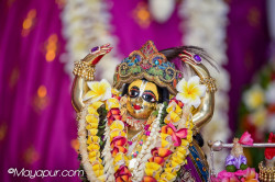 Daily Darshan