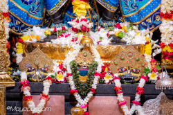 Daily Darshan