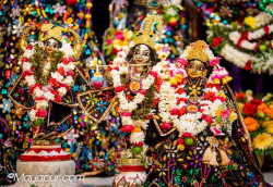Daily Darshan