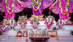 Daily Darshan