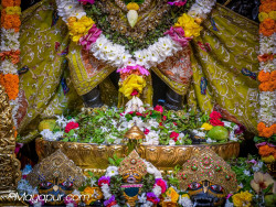 Daily Darshan