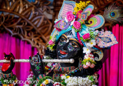 Daily Darshan