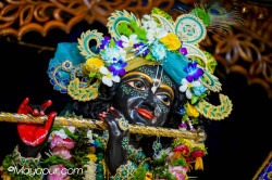 Daily Darshan
