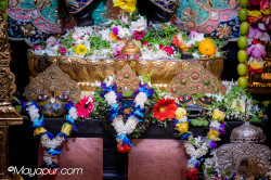 Daily Darshan
