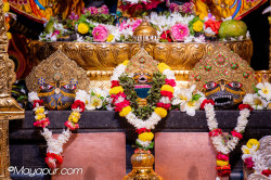 Daily Darshan