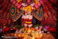 Daily Darshan