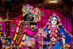 Daily Darshan
