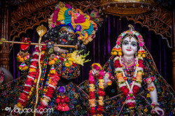 Daily Darshan