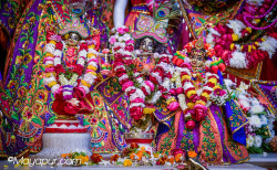Daily Darshan
