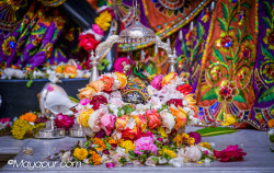 Daily Darshan