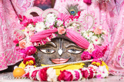 Daily Darshan