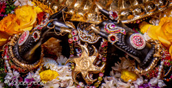 Daily Darshan