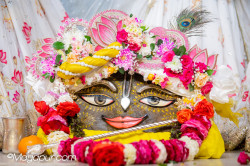 Daily Darshan