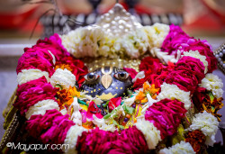 Daily Darshan