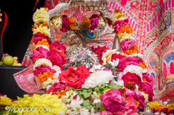 Daily Darshan