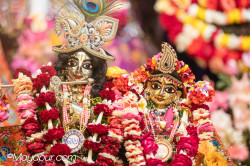 Daily Darshan