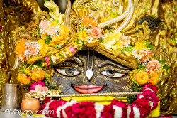 Daily Darshan