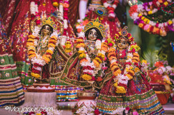 Daily Darshan