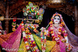Daily Darshan