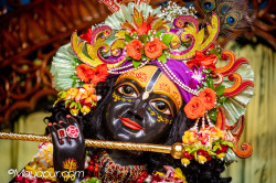Daily Darshan