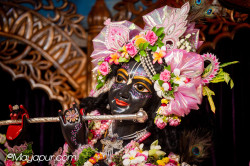 Daily Darshan