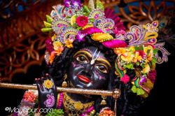 Daily Darshan