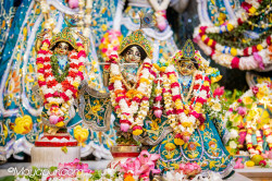 Daily Darshan