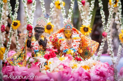 Daily Darshan