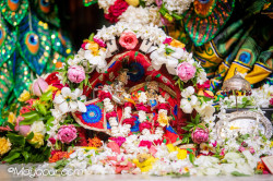 Daily Darshan