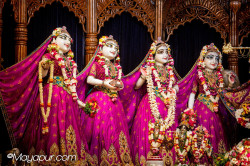 Daily Darshan