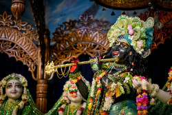 Daily Darshan