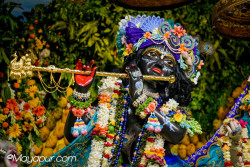 Daily Darshan