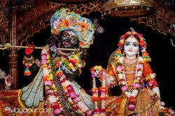 Daily Darshan