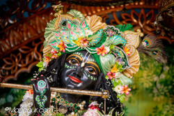 Daily Darshan