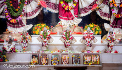Daily Darshan