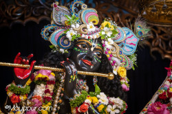 Daily Darshan