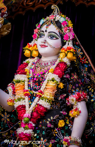 Daily Darshan
