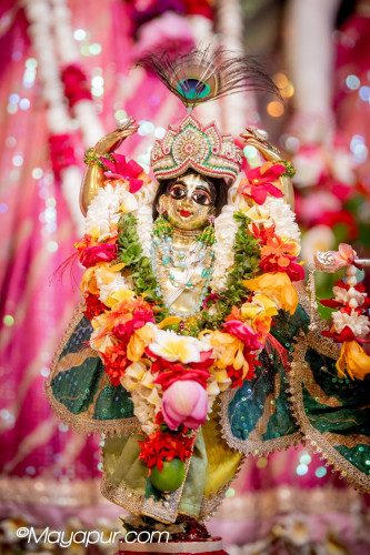 Daily Darshan