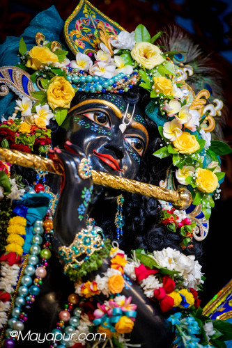 Daily Darshan