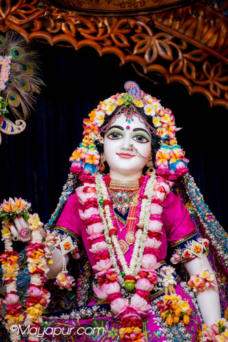 Daily Darshan