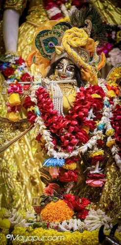 Daily Darshan