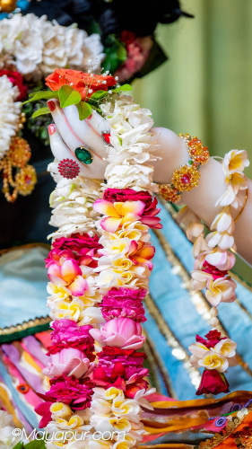 Daily Darshan