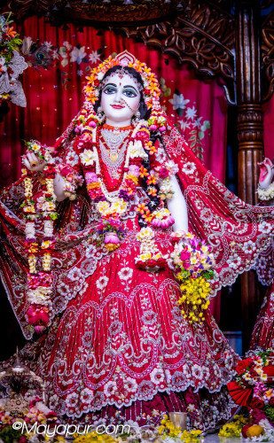 Daily Darshan