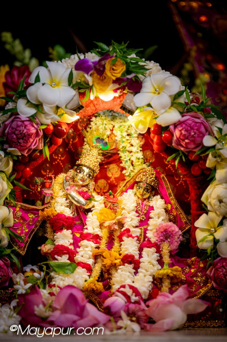 Daily Darshan