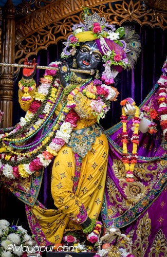 Daily Darshan