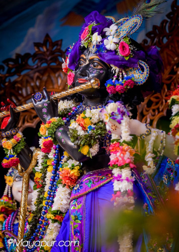 Daily Darshan