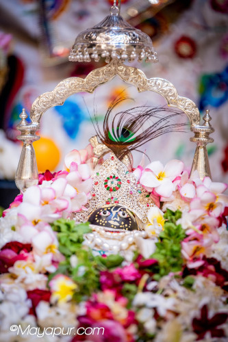 Daily Darshan